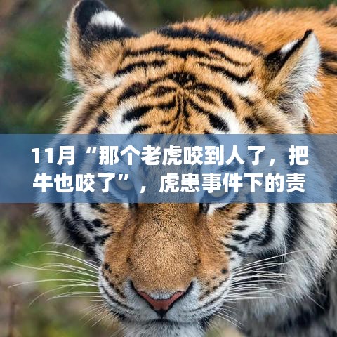 虎患事件下的責任與反思,動物保護與人居安全的平衡探討