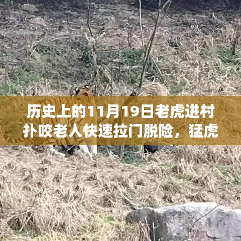 驚魂時刻與英勇脫險,猛虎進村襲擊老人,快速拉門化險為夷的傳奇故事
