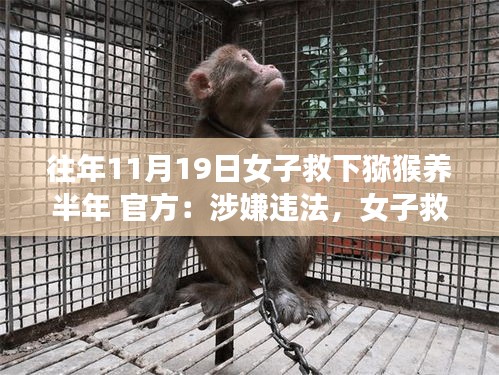 女子救助獼猴半年后面臨法律困境，動物救助行為與法律邊界的探討