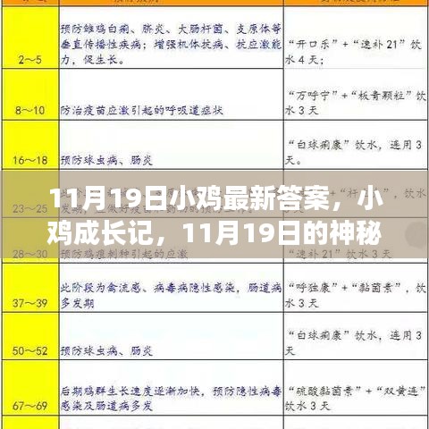 小雞成長記,神秘答案揭曉與友情之旅的啟程(11月19日最新)