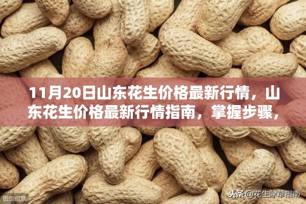 山東花生最新行情解析,掌握價格走勢,洞悉市場動態(11月20日)