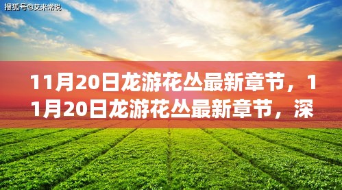 11月20日龍游花叢最新章節,深度測評與詳細介紹