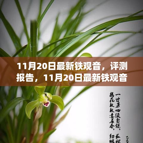 11月20日鐵觀音深度評測報告，品質、體驗與市場對比解析