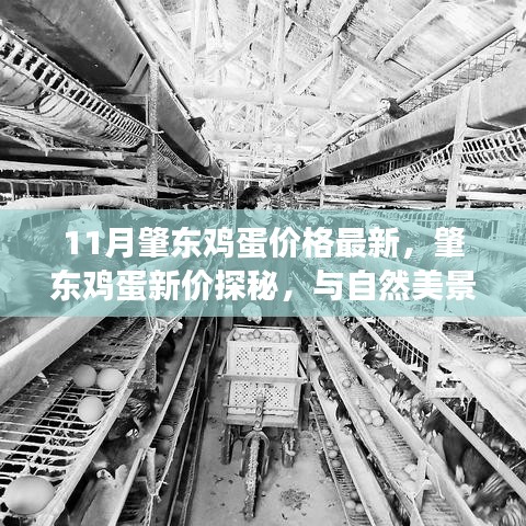 肇東雞蛋最新價(jià)格揭秘,自然美景與心靈平和之旅的雙重探尋