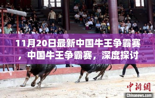 中國牛王爭霸賽深度探討,某某觀點解析與對決