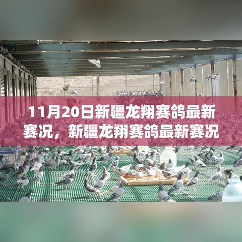 新疆龍翔賽鴿翱翔藍(lán)天，最新賽況與學(xué)習(xí)變化的力量與自信