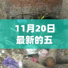 揭秘五夜片的魅力與最新動態,未知領域的探索之旅(以11月20日更新為例)
