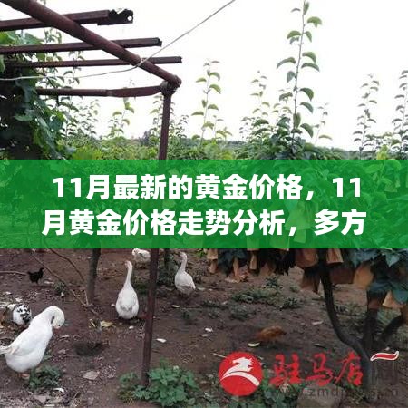 11月黃金價(jià)格走勢(shì)深度解析,多方觀點(diǎn)碰撞與個(gè)人立場(chǎng)闡述