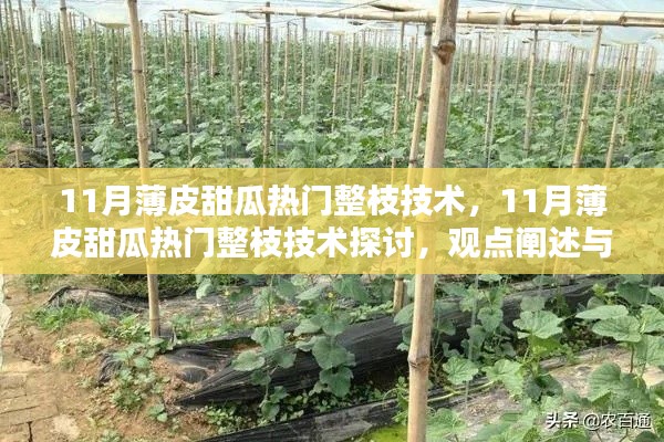 11月薄皮甜瓜整枝技術探討,觀點闡述與解析