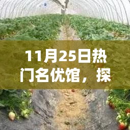 揭秘熱門名優館的獨特魅力,探索未知領域的精彩之旅(11月25日)