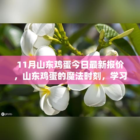山東雞蛋最新報價,點亮希望之光,成就夢想之路