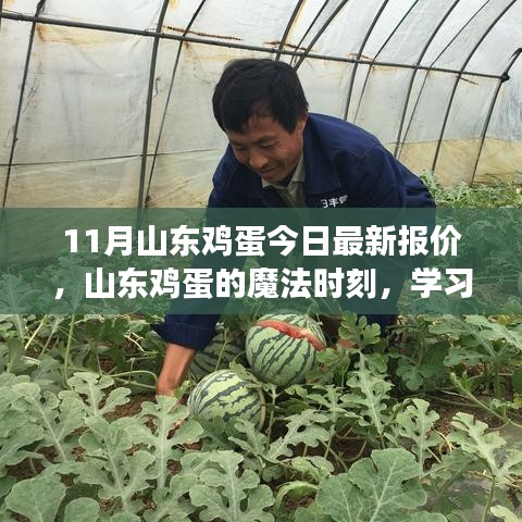 山東雞蛋最新報(bào)價(jià),點(diǎn)亮希望之光,成就夢(mèng)想之路