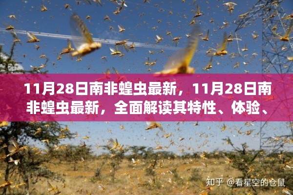 11月28日南非蝗蟲最新動態，全面解析特性、體驗、競品對比及用戶群體分析