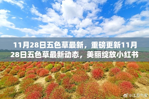 11月28日五色草最新動(dòng)態(tài)，美麗綻放小紅書，重磅更新揭秘