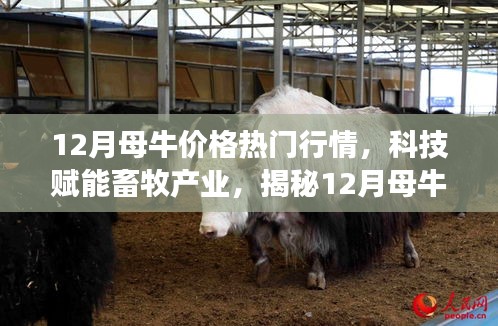 揭秘科技賦能畜牧產(chǎn)業(yè)，12月母牛價格行情智能分析系統(tǒng)前沿功能與體驗報告