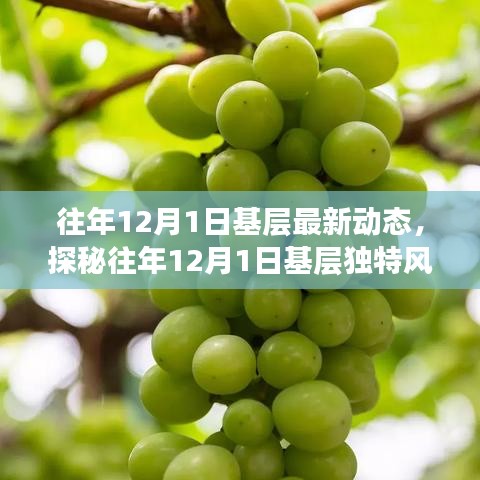 揭秘往年12月1日基層動(dòng)態(tài),巷弄深處的獨(dú)特風(fēng)情與隱藏瑰寶