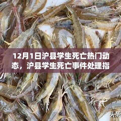 滬縣學(xué)生死亡事件,處理指南與應(yīng)對行動全步驟詳解