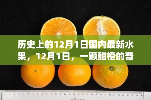 暖心故事，甜橙奇遇記——紀念歷史上的12月1日國內最新水果
