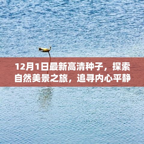 冬日的暖陽之旅,追尋內心平靜的種子,探索自然美景的啟程