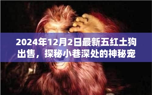 最新五紅土狗出售紀實，探秘神秘寵緣，尋找獨一無二的紅土狗樂園