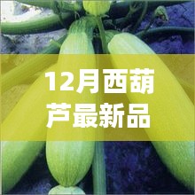 12月西葫蘆新品全面解析,特性、使用體驗與目標用戶分析