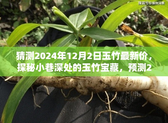 探秘小巷深處的玉竹寶藏,預測2024年12月最新行情與玉竹價格展望