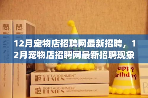 12月寵物店招聘網最新招聘現象解析，利弊探討與個人觀點