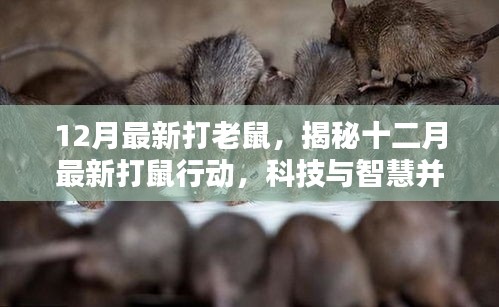 揭秘十二月最新科技智慧打鼠行動(dòng)，科技與智慧并行的滅鼠革命