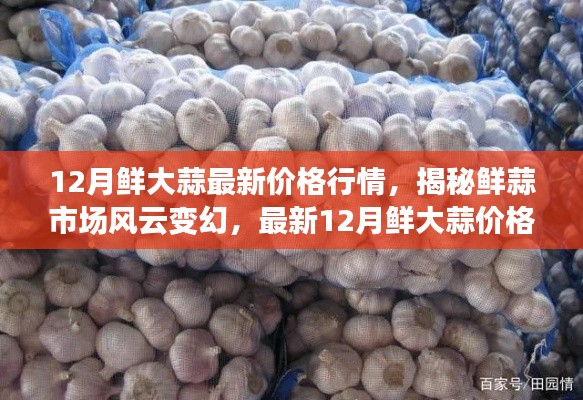 揭秘最新鮮大蒜行情,12月鮮大蒜價格解析與市場風云變幻