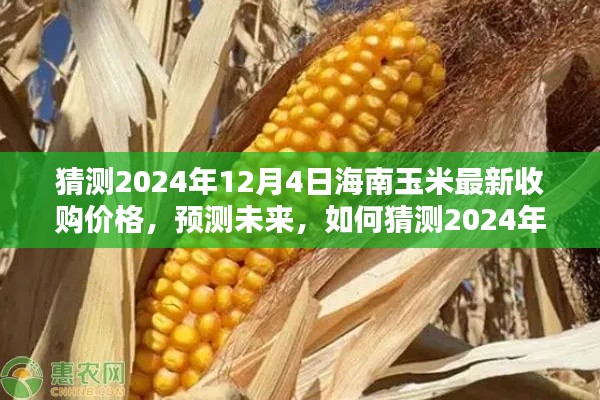 揭秘未來,海南玉米最新收購價格預測報告(至2024年12月4日)