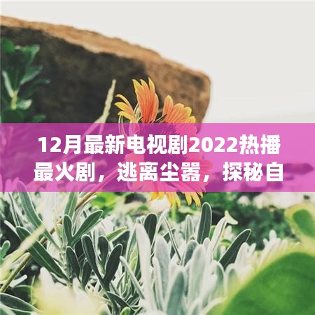 心靈之旅,逃離塵囂,探秘自然美景——2022年熱播電視劇最新盤點