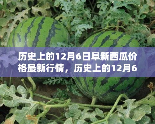 歷史上的阜新西瓜價格深度解析，最新行情回顧與深度解析（12月6日）