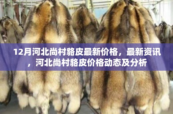 河北尚村貉皮最新價格動態及分析，12月最新資訊與價格分析
