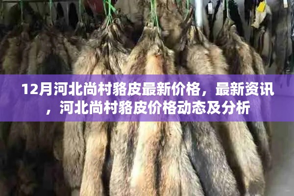 河北尚村貉皮最新價格動態及分析,12月最新資訊與價格分析