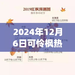 紀念特殊時刻,可憐楓熱背后的故事與影響——2024年12月6日時光印記