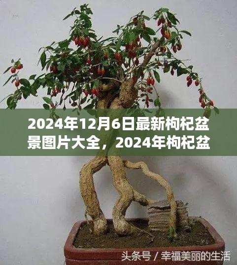 時代背景下的藝術瑰寶,最新枸杞盆景圖片大全 2024年精選