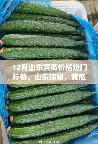 揭秘山東黃瓜行情，探尋心靈寧靜之旅的熱門黃瓜價格解析