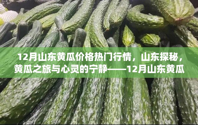 揭秘山東黃瓜行情,探尋心靈寧靜之旅的熱門黃瓜價格解析