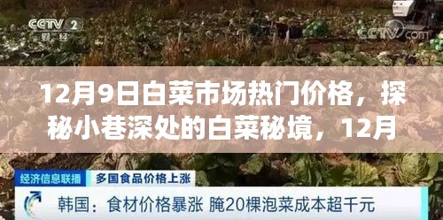 探秘白菜秘境，揭秘白菜市場獨家熱門價格，白菜市場最新行情報道（12月9日）