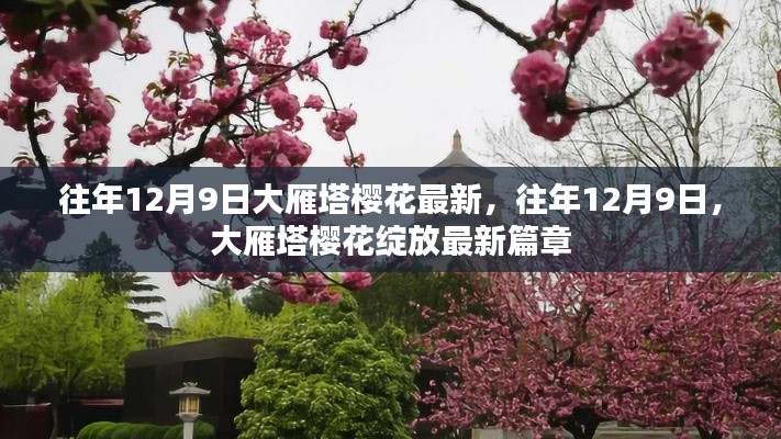 大雁塔櫻花綻放盛景，歷年12月9日的最新篇章