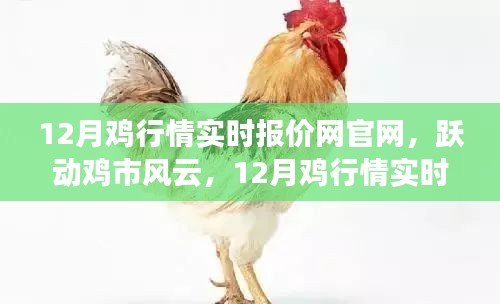 躍動雞市風云，12月雞行情實時報價網官網引領成功之路，行情盡在掌握