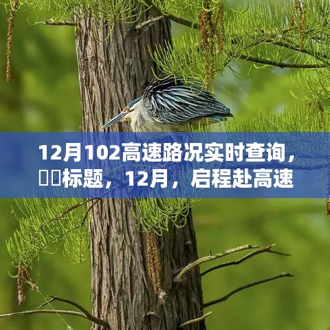 12月啟程赴高速美景,實時路況查詢,探尋自然秘境,尋找內(nèi)心寧靜與平和之路