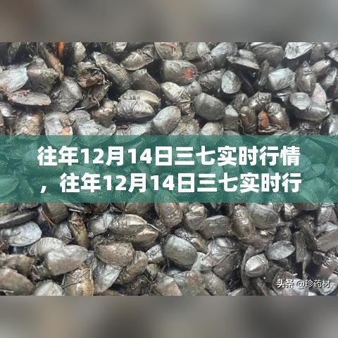 往年12月14日三七行情深度解析及實時動態觀察