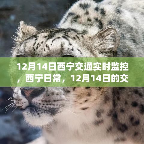 12月14日西寧交通實時觀察，日常奇遇與暖心陪伴的時刻