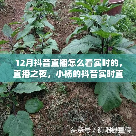 12月抖音直播實(shí)時(shí)觀看指南，小楊的暖心直播之旅與陪伴時(shí)刻