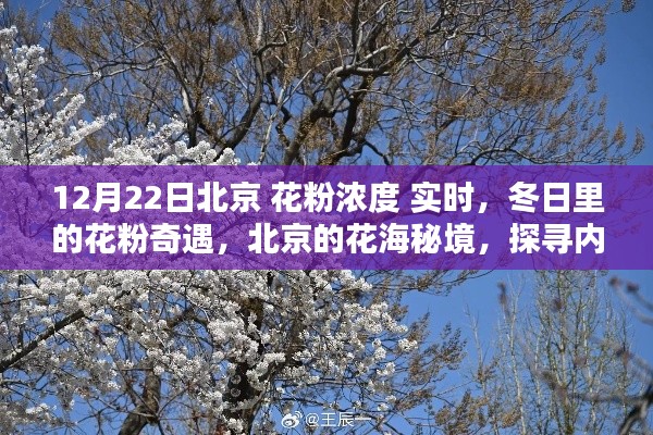 冬日北京花粉濃度實(shí)時(shí)探秘，探尋花海秘境中的內(nèi)心寧靜與和諧