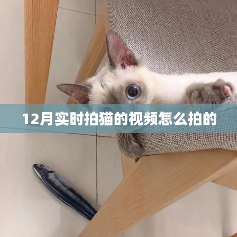 如何拍攝實時拍貓視頻攻略