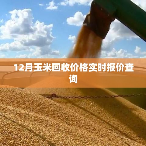 玉米回收價格實時更新，最新報價查詢