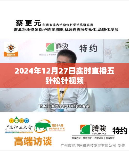 五針松針直播視頻,實時觀賞與解析