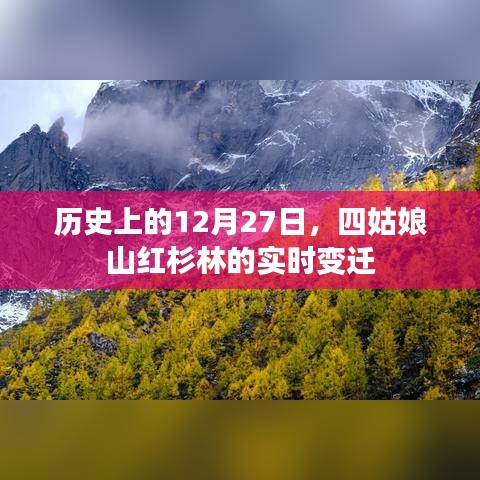 四姑娘山紅杉林實時變遷,歷史視角下的十二月二十七日觀察